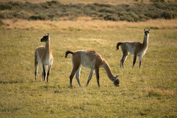 Wildlife. Patagonia fauna. Guanacos grazing in the Andes grassland.	