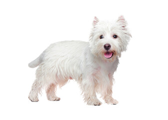White west highland terrier puppy against white background