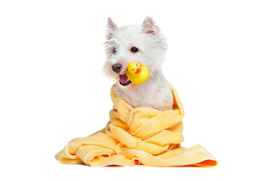 White dog after bathing holding rubber duck in the mouth