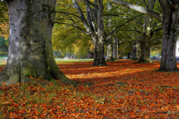 Orange autumn leaves fallen from the trees in the park in Gdynia, Poland