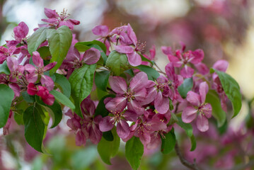 Red Crabapple Blossoms In Late May