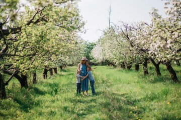 Fototapeta na wymiar pregnant mother with two sons cheerful walk in the apple orchard on a sunny spring day. High quality photo