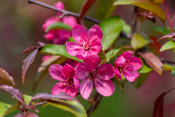 Red Crabapple Blossoms In Late May