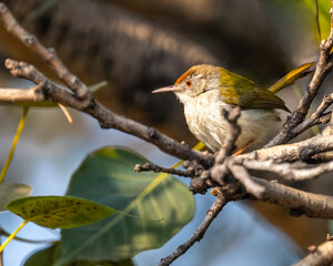 A tailor Bird resting on a tree