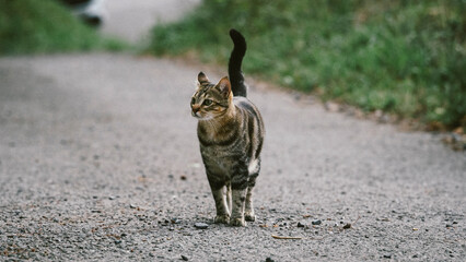 Cat
