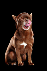 Hungry chihuahua dreaming about dinner against black background