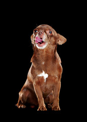 Obraz premium Licking brown chihuahua looking up