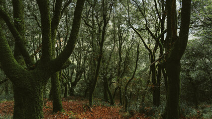 Obraz premium Forest