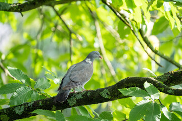 pigeon on a branch