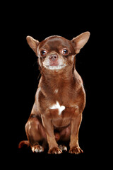 Serious chihuahua dog against black background