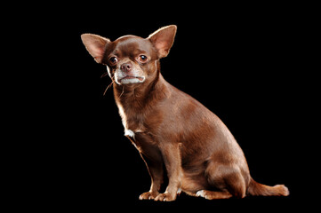 Side view sitting brown chihuahua against black background