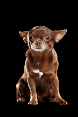 Sitting brown mini chihuahua in a black studio