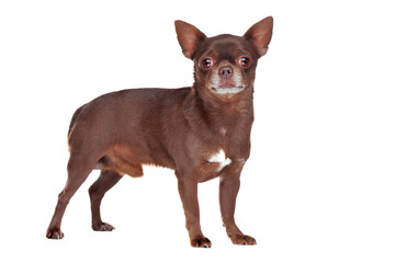 Standing in a white studio brown mini chihuahua dog