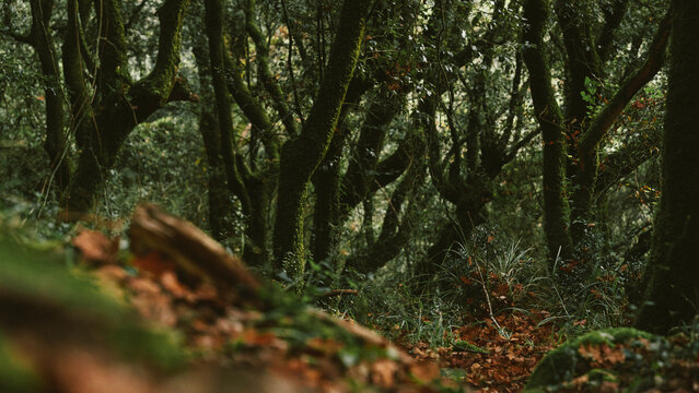 Forest