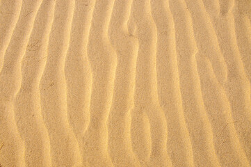Fototapeta na wymiar Sand ripples in the sand