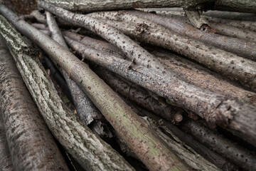 Cut branches. Stack of branches. Firewood for a fire. A bunch of wood