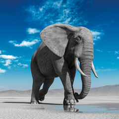 Fototapeta na wymiar african elephant is walking on desert after rain front view