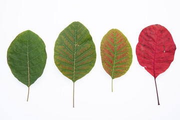 Fototapeta premium cotinus coggyria leaves from green to red on white background