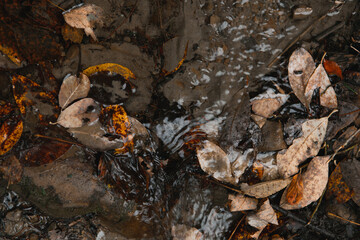 Autumn textures of nature: wet leaves, tree trunks, flowers, grass, moss