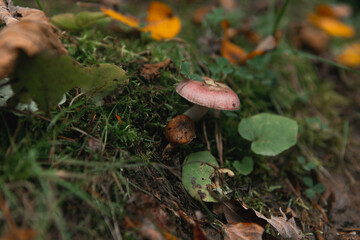 Autumn textures of nature: wet leaves, tree trunks, flowers, grass, moss
