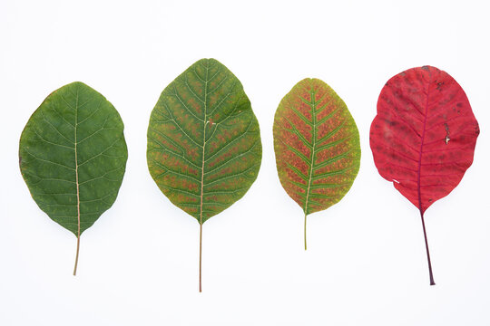 cotinus coggyria leaves from green to red on white background