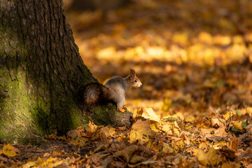 squirrel on a tree in autumn
