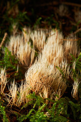 Coral mushroom, Pterula multifida, wild mushroom growing in the forest