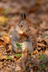 Naklejka na ściany i meble squirrel in autumn foliage