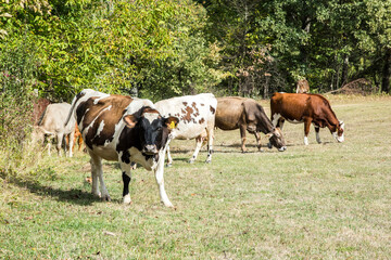 Herd of cows grazing on mountain meadow on sunny day