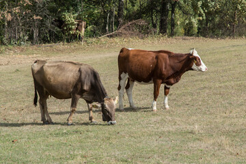 Herd of cows grazing on mountain meadow on sunny day