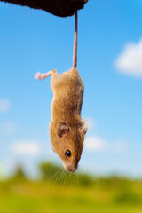 Caughted live mouse. Farmer holding a field mouse by the tail.