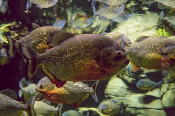Red bellied piranha fish. School of fish swims in water.