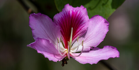 Photography of beautiful plants in the garden.	