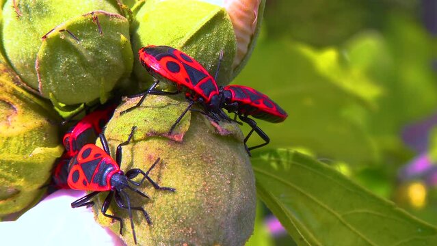 The firebug (Pyrrhocoris apterus), insects suck juices from mallow fruit