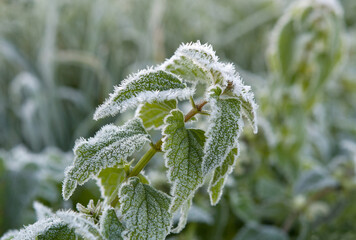 green nettle