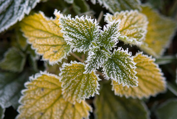 green nettle