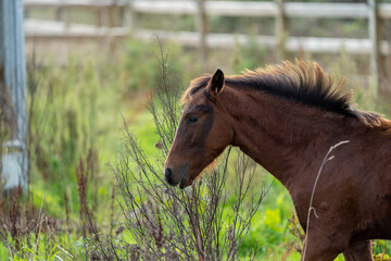 Fototapeta premium foal horse in the field