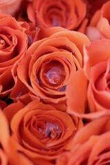Bright orange roses and flowers in full bloom.