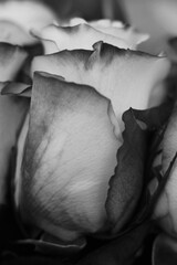 Beautiful rose flower in a black and white monochrome.