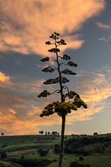 Arcos del Sitio, Tepotzotlán. México