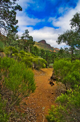 Fototapeta na wymiar Walking track through the forest at the foot of Wilpena Pound in Flinders Ranges National Park, South Australia 