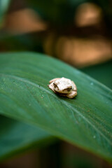 This unique and contrasting white tree frog is sitting quietly on a wide green leaf in the middle of the forest, close up and bokeh photographed