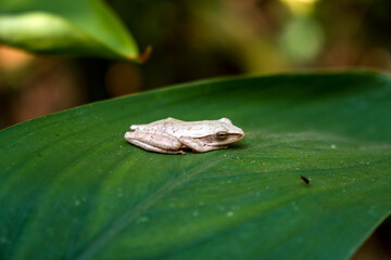 This unique and contrasting white tree frog is sitting quietly on a wide green leaf in the middle of the forest, close up and bokeh photographed