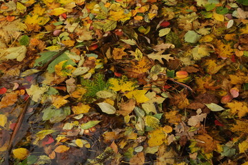 Background texture of autumn colored leaves in water