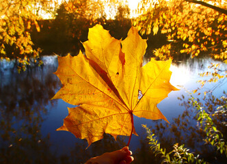 Close-up view of a yellow maple leaf at river and trees background. Colorful fall background.