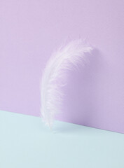 Creative layout. Soft Feather on two tone pastel background. Conceptual pop. Minimal still life.
