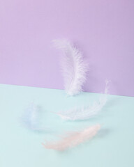 Creative layout. Feathers on two tone pastel background. Conceptual pop. Minimal still life.