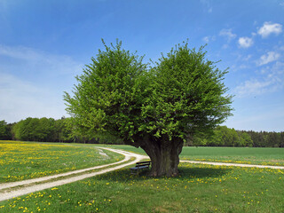 Baum an einem Feldweg