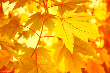 Naklejka na ściany i meble Close-up view of an autumn maple leaves in sunlight, soft sunny bokeh. Beautiful fall background.
