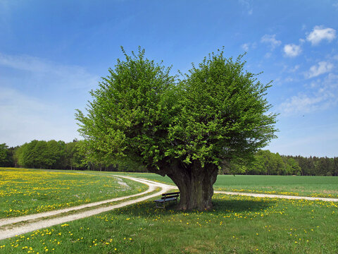 Baum an einem Feldweg